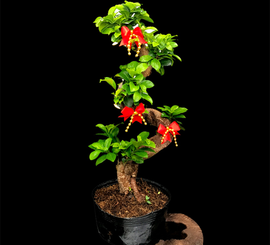 S型小叶榕树人参榕盆景