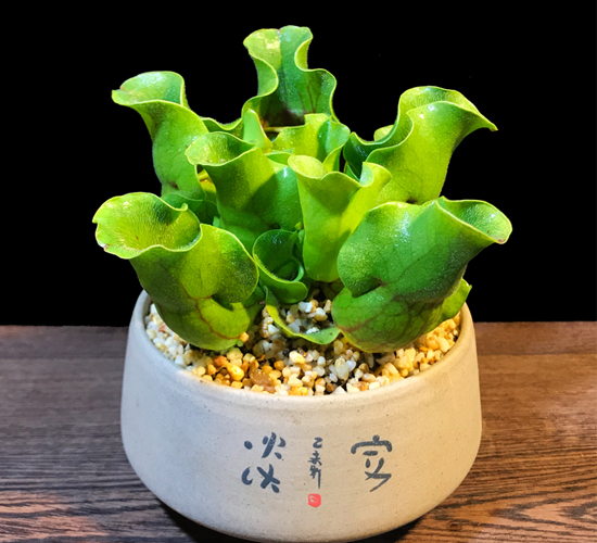 捕蝇草盆栽