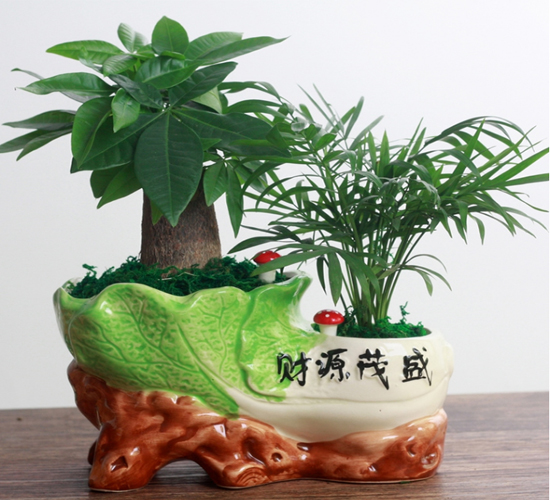 发财树袖珍椰组合盆栽.jpg