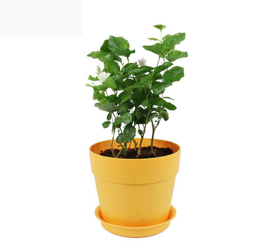 茉莉花盆栽.jpg