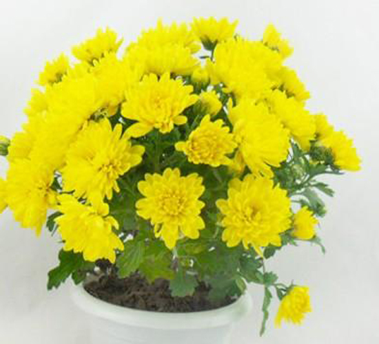 秋菊盆栽.jpg